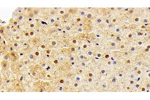 Detection of FGF2 in Rabbit Liver Tissue using Polyclonal Antibody to Fibroblast Growth Factor 2, Basic (FGF2) (FGF2 抗体  (AA 26-153))