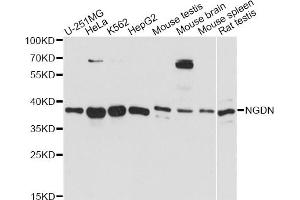 Western blot analysis of extracts of various cell lines, using NGDN antibody. (NGDN 抗体)