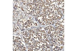 IHC analysis of SH2D4A using anti-SH2D4A antibody (ABIN7601695). (SH2D4A 抗体  (AA 42-454))