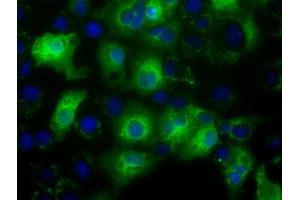 Anti-C17orf28 mouse monoclonal antibody (ABIN2452862) immunofluorescent staining of COS7 cells transiently transfected by pCMV6-ENTRY C17orf28 (RC206740). (HID1/DMC1 抗体)