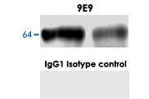 Western blot analysis in normal mouse brain with GPC1 monoclonal antibody, clone 9E9 . (GPC1 抗体)