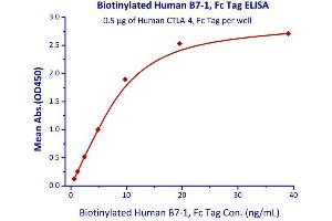 Binding Studies (Bind) image for CD80 (CD80) (AA 35-242) (Active) protein (Fc Tag,AVI tag,Biotin) (ABIN4949000)