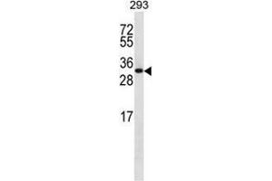 Western blot analysis in 293 cell line lysates (35ug/lane) using CHMP6 Antibody (N-term). (CHMP6 抗体  (N-Term))