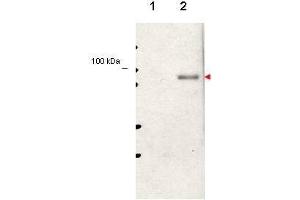 Western blot using  affinity purified anti-Stat5 pY694 antibody shows detection of phosphorylated Stat5 (indicated by arrowhead at ~91 kDa) in NK92 cells after 30 min treatment with 1Ku of IL-2 (lane 2). (STAT5A 抗体  (pTyr694))