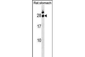 Rat Hoxa5 Antibody (C-term) (ABIN1536738 and ABIN2849956) western blot analysis in Rat stomach tissue lysates (35 μg/lane). (HOXA5 抗体  (C-Term))