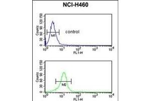 BLNK Antibody (Center) (ABIN390395 and ABIN2840787) flow cytometric analysis of NCI- cells (bottom histogram) compared to a negative control cell (top histogram). (B-Cell Linker 抗体  (AA 150-178))