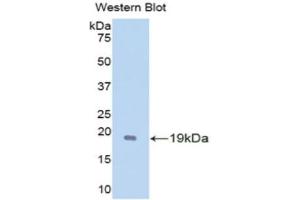Western Blotting (WB) image for anti-Glial Cell Line Derived Neurotrophic Factor (GDNF) (AA 79-217) antibody (ABIN1172051) (GDNF 抗体  (AA 79-217))