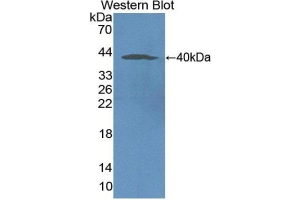 NOX5 antibody  (AA 456-765)