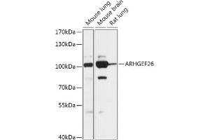 Western blot analysis of extracts of various cell lines, using  antibody (ABIN7269968) at 1:1000 dilution. (SGEF 抗体  (AA 592-871))