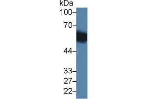 Western Blot; Sample: Mouse Liver lysate; Primary Ab: 1µg/ml Rabbit Anti-Mouse DBP Antibody Second Ab: 0. (Vitamin D-Binding Protein 抗体  (AA 17-476))