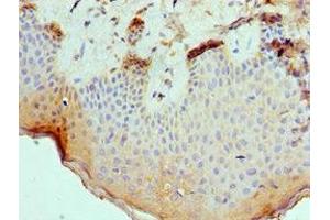 Immunohistochemistry of paraffin-embedded human skin tissue using ABIN7168694 at dilution of 1:100 (SLURP1 抗体  (AA 1-103))