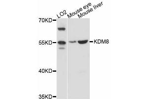Western blot analysis of extracts of various cell lines, using KDM8 antibody (ABIN5998058) at 1:3000 dilution. (JMJD5 抗体)