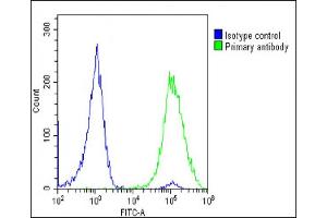 Overlay histogram showing U-2 OS cells stained with (ABIN6244021 and ABIN6578763)(green line). (TK1 抗体  (AA 139-173))