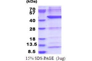 SDS-PAGE (SDS) image for Polymerase (RNA) I Polypeptide C, 30kDa (POLR1C) (AA 1-349) protein (His tag) (ABIN5853799)