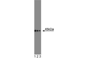 Western blot analysis of CD95 on a Daudi cell lysate (Human B lymphoblast, ATCC CCL-213). (FAS 抗体  (AA 1-163))