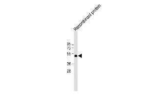 All lanes : Anti-His Tag Antibody at 1:2000 dilution Lane 1: 12-tag recombinant protein lysate Lysates/proteins at 20 μg per lane. (His Tag 抗体)