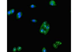 Immunofluorescent analysis of HepG2 cells using ABIN7158022 at dilution of 1:100 and Alexa Fluor 488-congugated AffiniPure Goat Anti-Rabbit IgG(H+L)