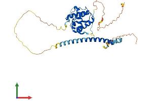 Protein Structure (PS) image for Microtubule-Associated Protein, RP/EB Family, Member 2 (MAPRE2) (AA 1-326) protein (His tag) (ABIN7559609)