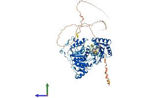 AlphaFold protein structure predicition of Human Recombinant DDX5 Protein, UniprotID P17844