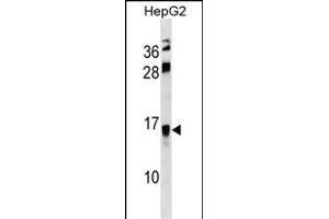 RETNLB Antibody (Center) (ABIN1538204 and ABIN2838198) western blot analysis in HepG2 cell line lysates (35 μg/lane). (RETNLB 抗体  (AA 27-52))