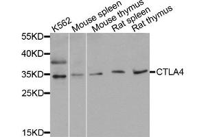 Western blot analysis of extracts of various cell lines, using CTLA4 antibody (ABIN5971094) at 1/1000 dilution. (CTLA4 抗体)