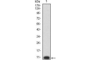 Western blot analysis using P2RY8 mAb against human P2RY8 (AA: extra mix) recombinant protein.