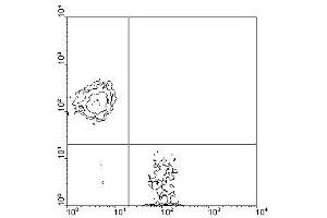 Image no. 1 for anti-CD3 epsilon (CD3E) antibody (SPRD) (ABIN135090) (CD3 epsilon 抗体  (SPRD))