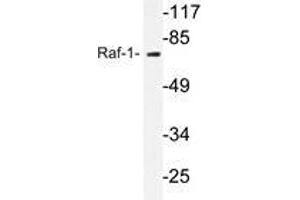 Western blot analysis of C-Raf antibody in extracts from 293 cells. (RAF1 抗体)