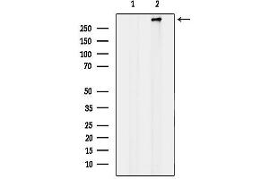 anti-AHNAK Nucleoprotein (AHNAK) (C-Term) antibody