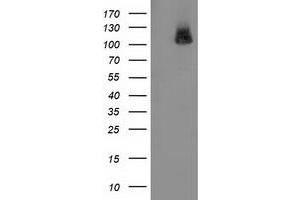 Western Blotting (WB) image for anti-phosphodiesterase 2A, CGMP-Stimulated (PDE2A) antibody (ABIN1500080) (PDE2A 抗体)