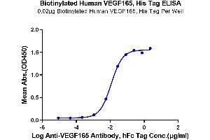 VEGF 165 (AA 27-191) protein (His-Avi Tag,Biotin)