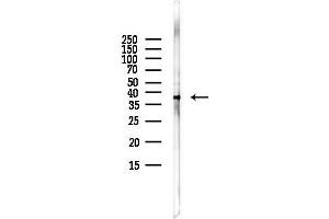 Western blot analysis of lysates from LoVo cells(heat-shock,45 min treatment), using PRELP Antibody at 1/1000 dilution.
