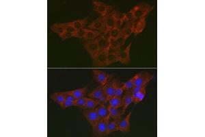Immunofluorescence analysis of PC-12 cells using WNK3 Rabbit pAb (ABIN7271382) at dilution of 1:200 (40x lens). (WNK3 抗体  (AA 500-600))