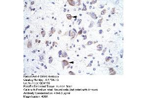 Human Brain (HOXA1 抗体  (Middle Region))