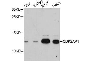 Western blot analysis of extracts of various cell lines, using CDK2AP1 antibody.