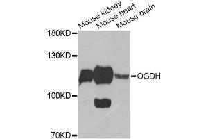 Western blot analysis of extracts of various cell lines, using OGDH Antibody (ABIN6292773) at 1:1000 dilution. (alpha KGDHC 抗体)