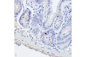 Immunohistochemistry of paraffin-embedded mouse intestin using GIP Rabbit pAb (ABIN6130966, ABIN6141091, ABIN6141092 and ABIN6221825) at dilution of 1:50 (40x lens). (GIP 抗体  (AA 22-153))