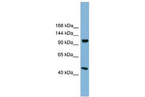 Western Blotting (WB) image for anti-Smg-8 Homolog, Nonsense Mediated mRNA Decay Factor (SMG8) (Middle Region) antibody (ABIN2787073)