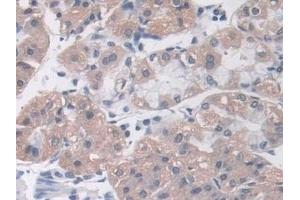 Detection of MOSC1 in Human Stomach Tissue using Polyclonal Antibody to MOCO Sulphurase C-Terminal Domain Containing Protein 1 (MOSC1)