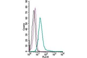 anti-G Protein-Coupled Receptor 84 (GPR84) (AA 166-180), (Extracellular) antibody (PE)