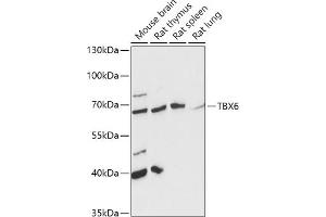 Western blot analysis of extracts of various cell lines, using TBX6 antibody (ABIN7270702) at 1:1000 dilution. (T-Box 6 抗体  (AA 191-300))