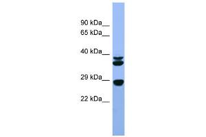 WB Suggested Anti-Fgf3 Antibody Titration:  0. (FGF3 抗体  (C-Term))