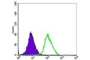 Flow cytometric analysis of Hela cells using ERK3 mouse mAb (green) and negative control (purple). (MAPK6 抗体)
