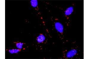 Proximity Ligation Analysis of protein-protein interactions between CDK2 and TP53.