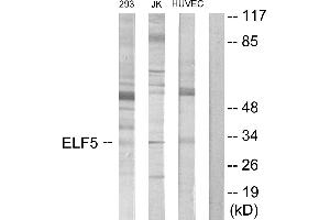 Western blot analysis of extracts from 293 cells, Jurkat cells and HUVEC cells, using ELF5 antibody.