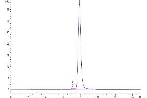 The purity of Biotinylated Human GDF15 is greater than 95 % as determined by SEC-HPLC. (GDF15 Protein (AA 197-308) (Fc Tag,Biotin))