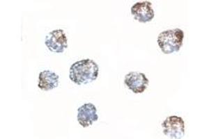 Immunohistochemistry (IHC) image for anti-Matrilin 3 (MATN3) (Middle Region) antibody (ABIN1030996) (Matrilin 3 抗体  (Middle Region))