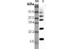 Western blot analysis using anti-RELM-α (rat), pAb  at 1:5'000 dilution. (RELM alpha 抗体)