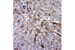Paraformaldehyde-fixed, paraffin embedded rat liver, Antigen retrieval by boiling in sodium citrate buffer (pH6.
