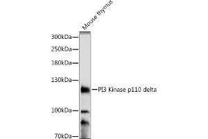 Western blot analysis of extracts of mouse thymus, using PI3 Kinase p110 delta antibody (ABIN7269327) at 1:1000 dilution. (PIK3CD 抗体  (AA 150-250))